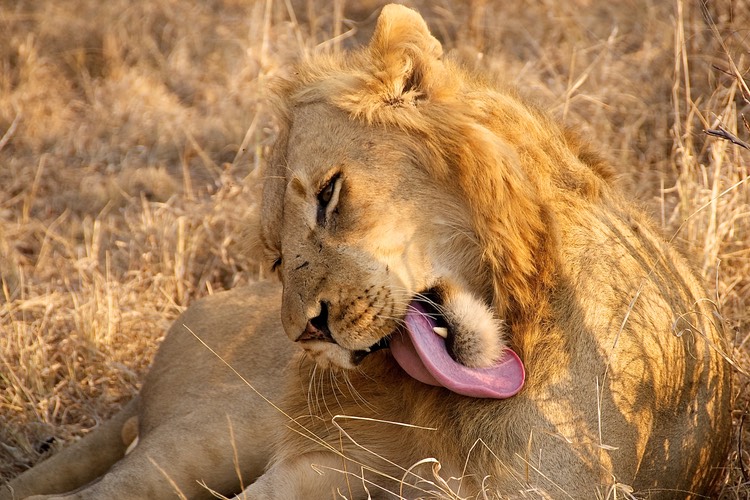 Major grooming