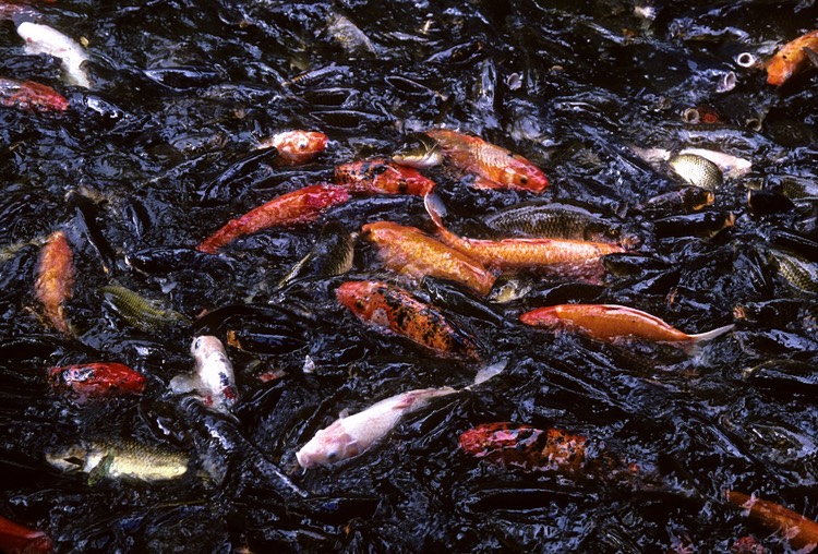 Oh boy, Koi 1992