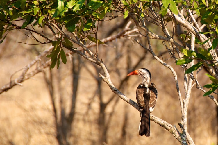 R.B. Hornbill