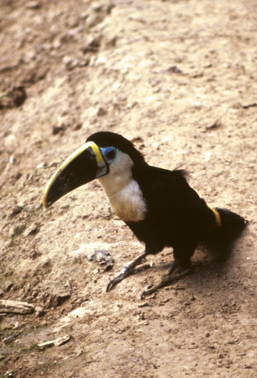 Toucan 1991