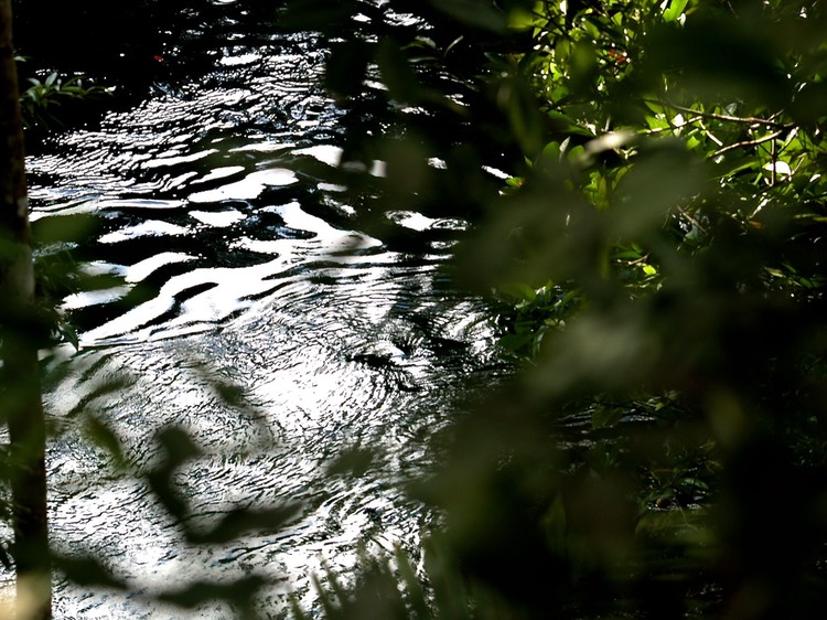 Zebra water at Silky Oaks Lodge